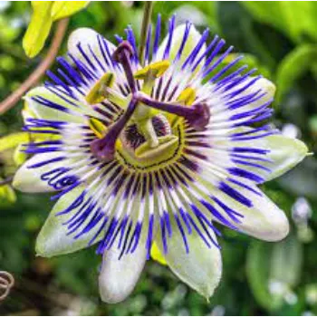 Stylist Tropical Flowers